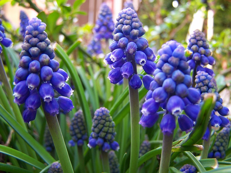 Plant_03.jpg