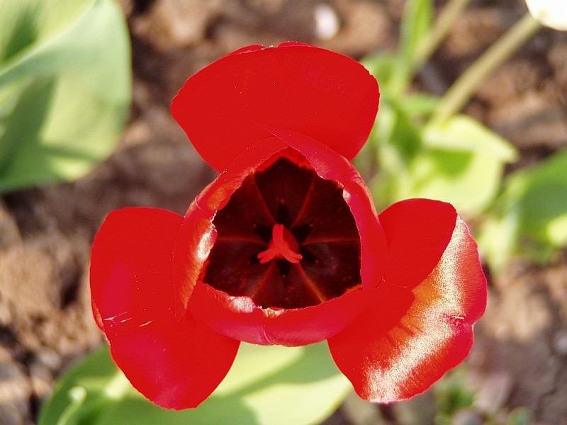 Plant_05.jpg