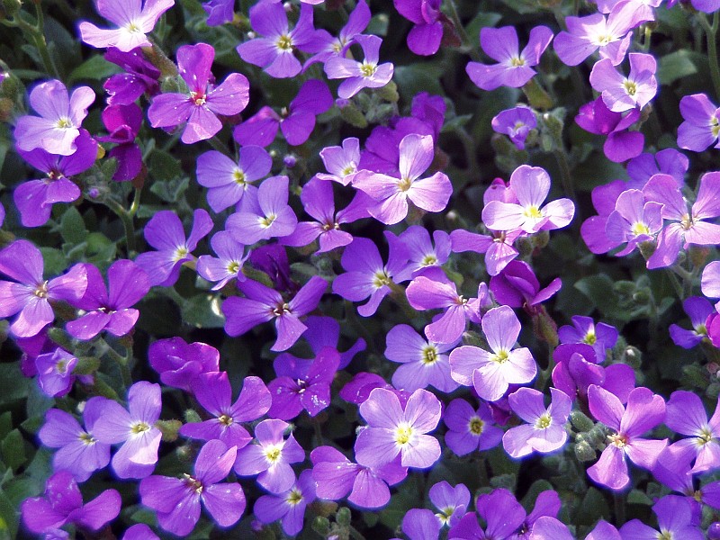 Plant_06.jpg