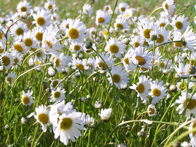 Plant_09.jpg