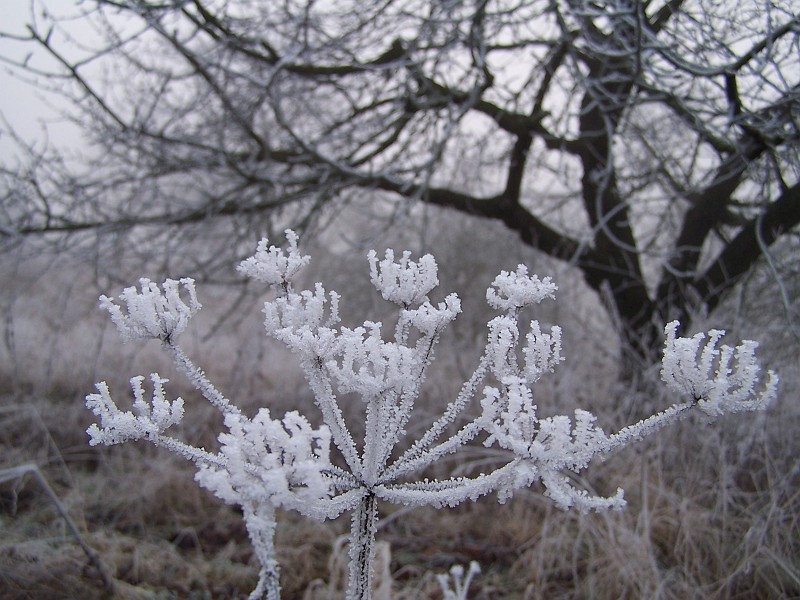 Plant_12.jpg