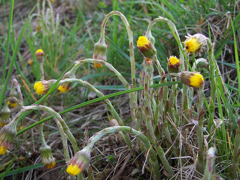 Plant_14.jpg