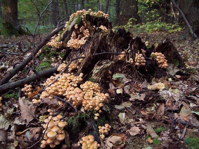 Plant_19.jpg