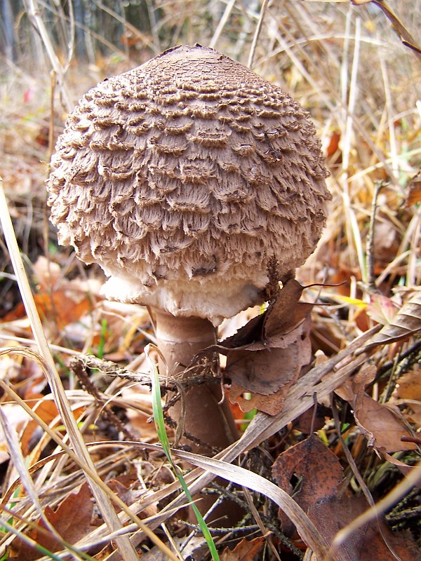 Plant_22.jpg
