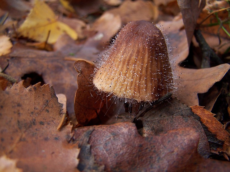 Plant_23.jpg