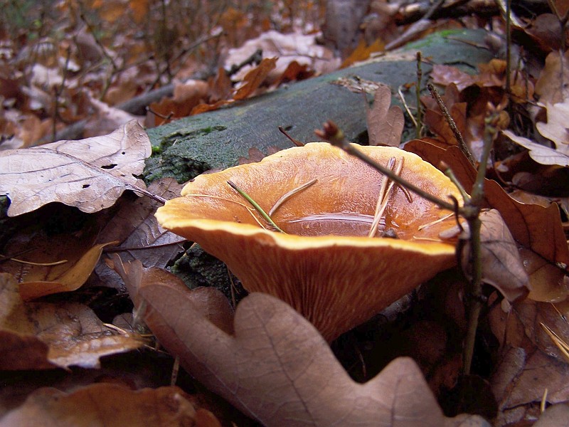Plant_24.jpg