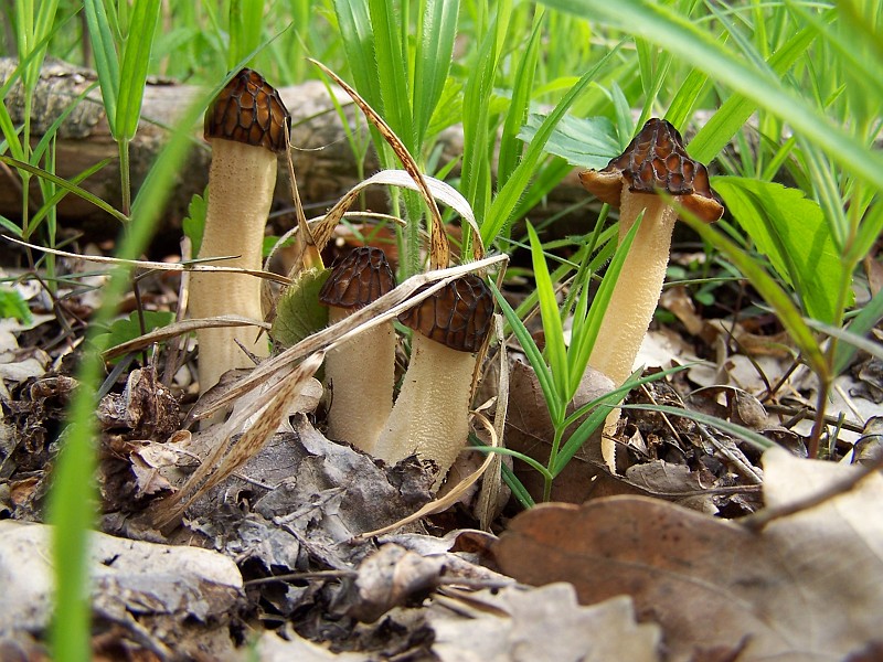 Plant_27.jpg