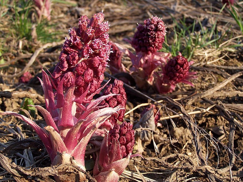Plant_28.jpg