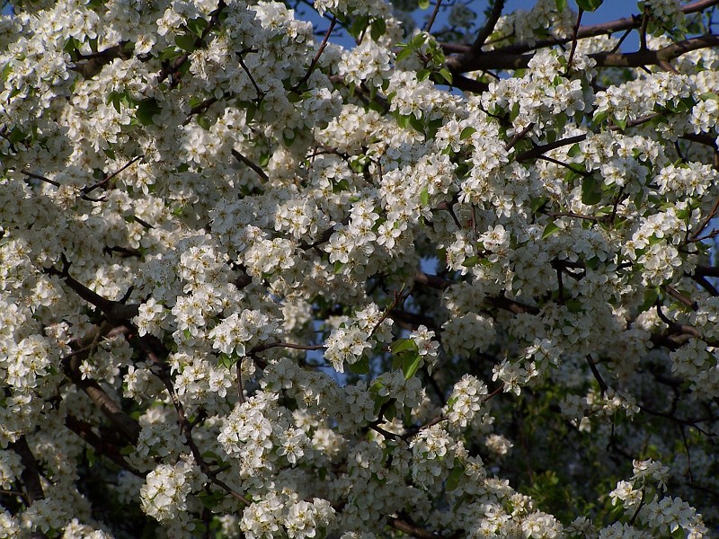 Plant_32.jpg