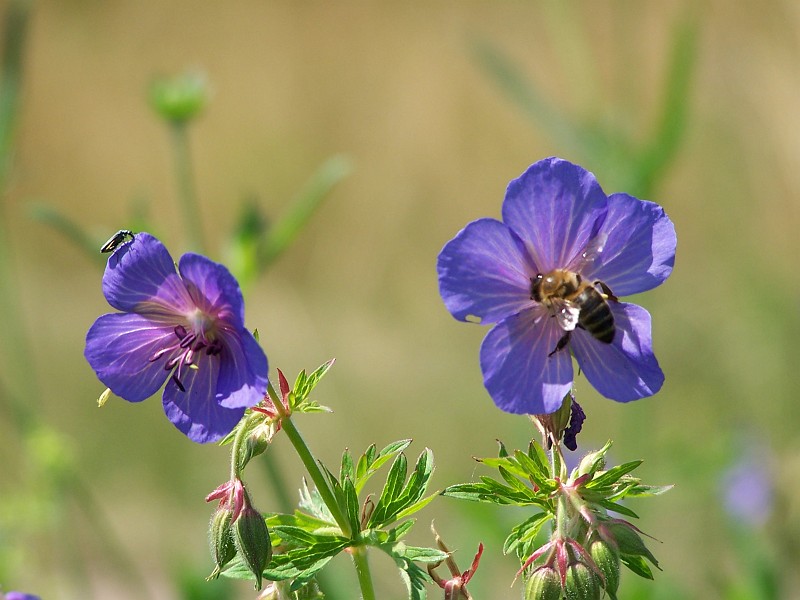 Plant_33.jpg