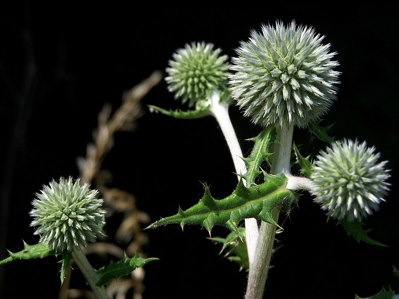 Plant_34.jpg