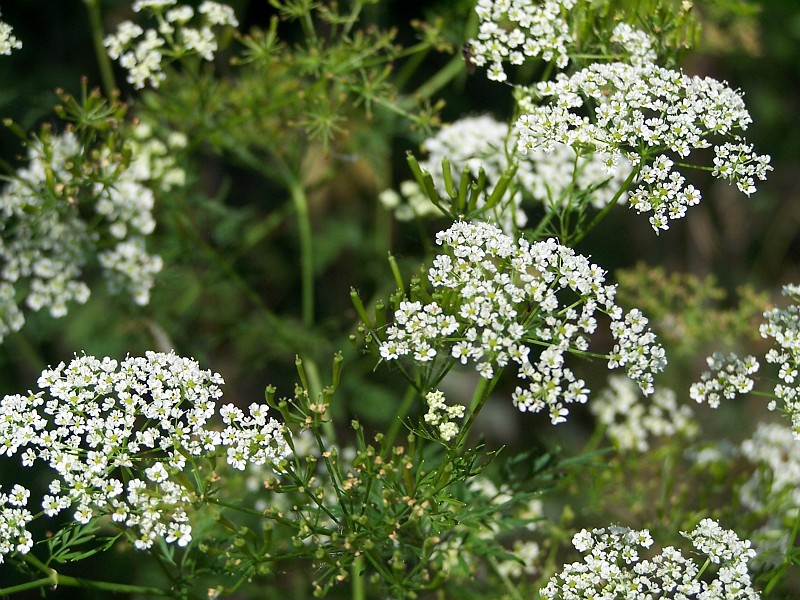 Plant_36.jpg