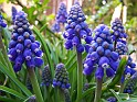 Plant_03
