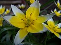 Plant_04