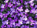 Plant_06