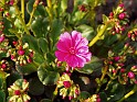 Plant_07
