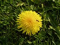Plant_08
