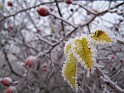 Plant_11