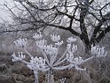 Plant_12