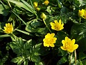 Plant_13