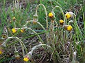 Plant_14