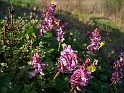Plant_15
