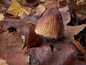 Plant_23