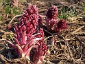 Plant_28