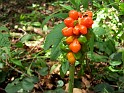 Plant_29
