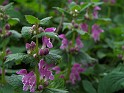 Plant_30