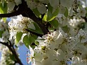 Plant_31