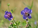 Plant_33