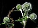 Plant_34