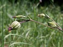Plant_35